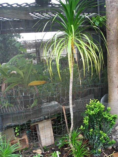 Dracaena forbesii