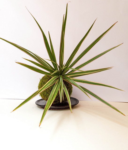 Dragonnier de madagascar (Dracaena marginata)