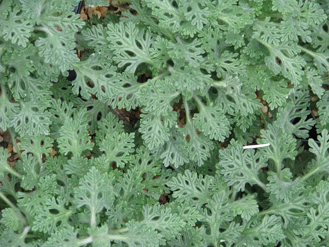 Dracocephalum botryoides (Dracocephalum botryoides)