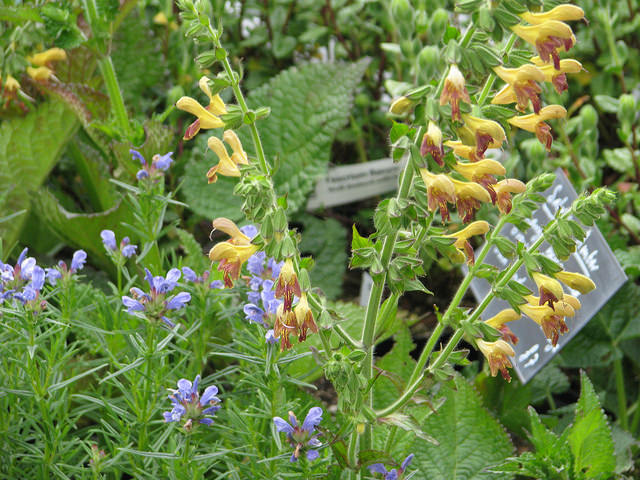 Dracocephalum forrestii