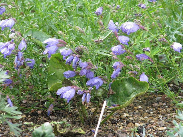 Dracocephalum forrestii (Dracocephalum forrestii)