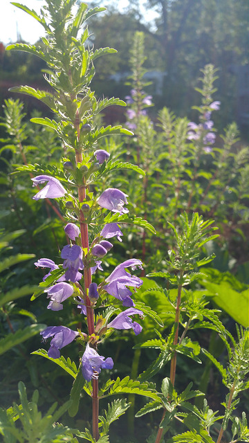 Dracocephalum moldavica