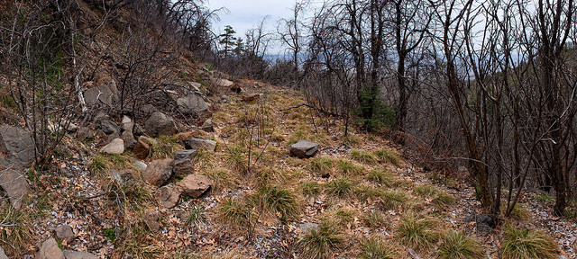 Dracocephalum parviflorum