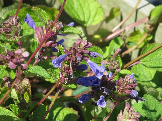 Dracocephalum rupestre (Dracocephalum rupestre)