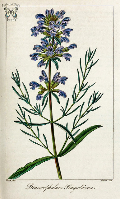 Dracocéphale de ruysch (Dracocephalum ruyschiana)
