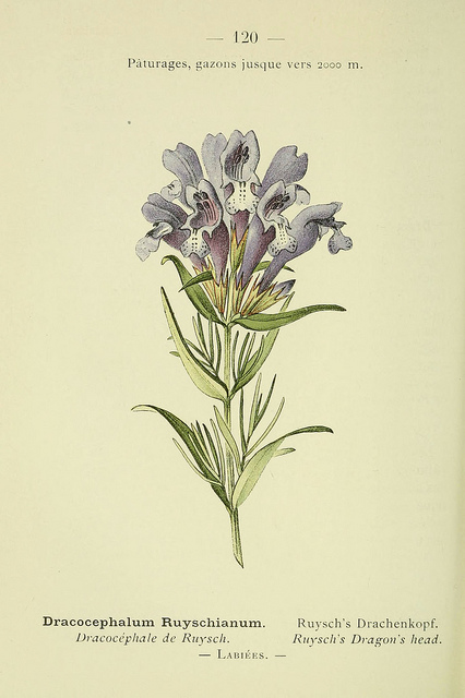 Dracocéphale de ruysch