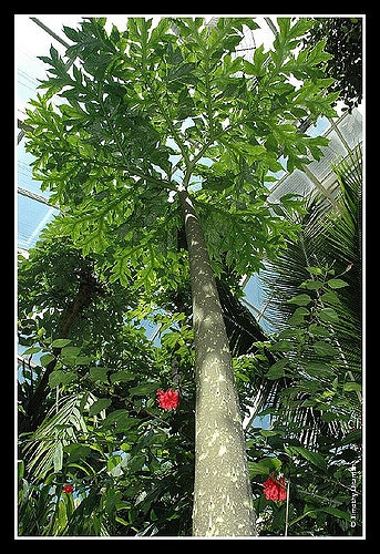 Dracontium gigas