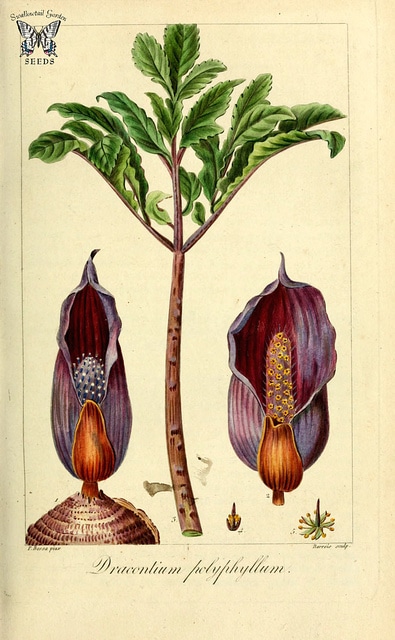 Dracontium polyphyllum (Dracontium polyphyllum)