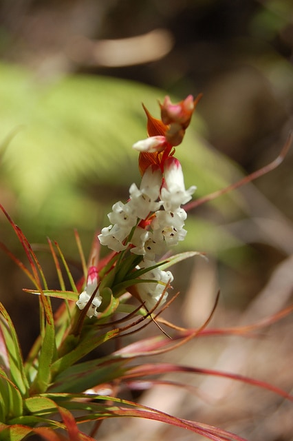 Dracophyllum secundum