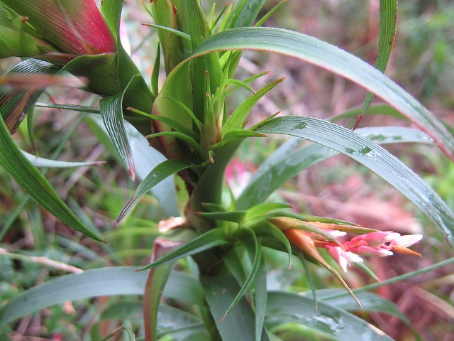 Dracophyllum secundum