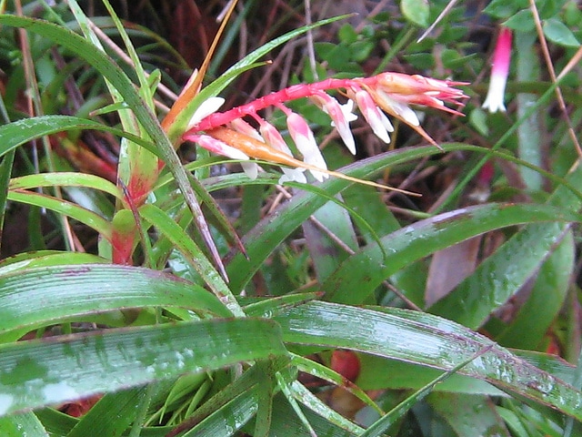 Dracophyllum secundum