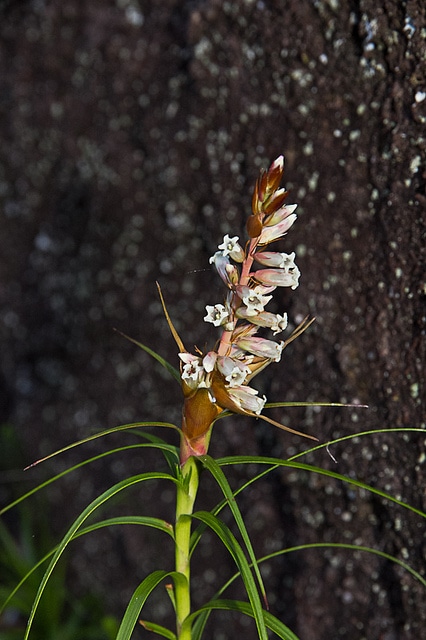 Dracophyllum secundum