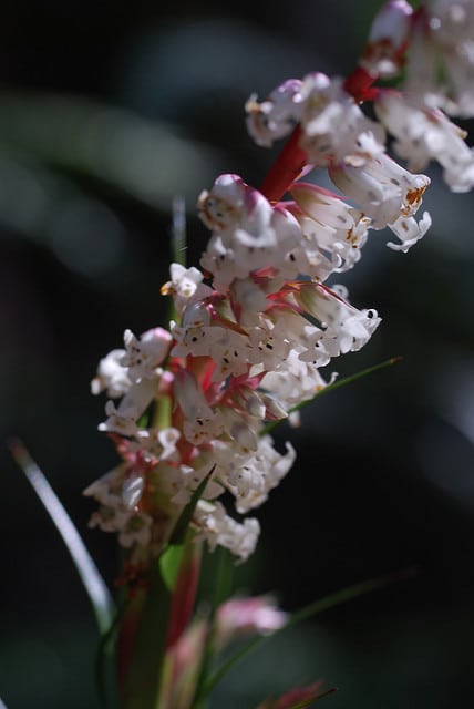 Dracophyllum secundum