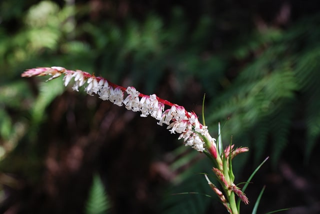 Dracophyllum secundum
