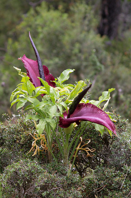 Arum petit-dragon (Dracunculus vulgaris)