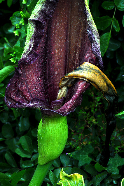 Arum petit-dragon
