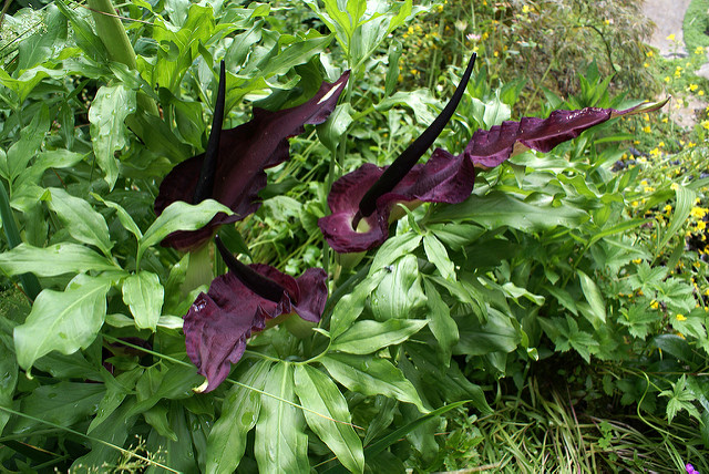 Arum petit-dragon