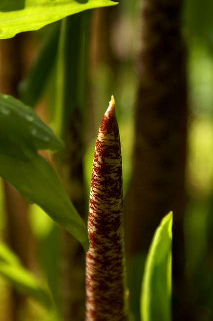 Arum petit-dragon
