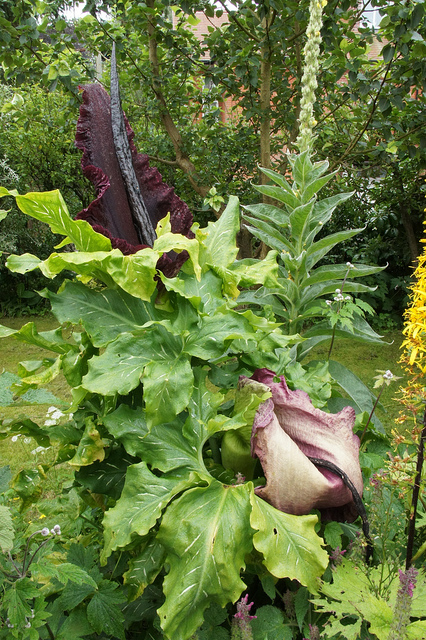Arum petit-dragon