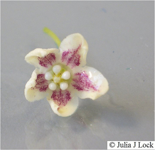 Wattakaka (Dregea sinensis)