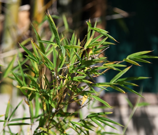 Drepanostachyum khasianum