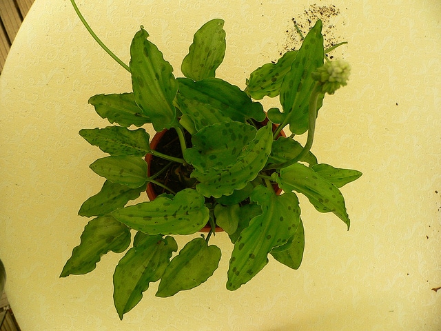 Drimiopsis maculata