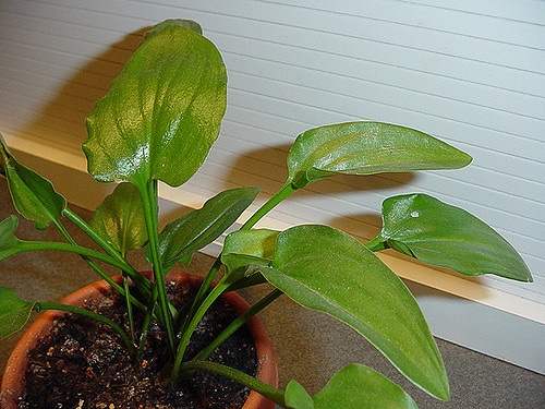 Drimiopsis maculata