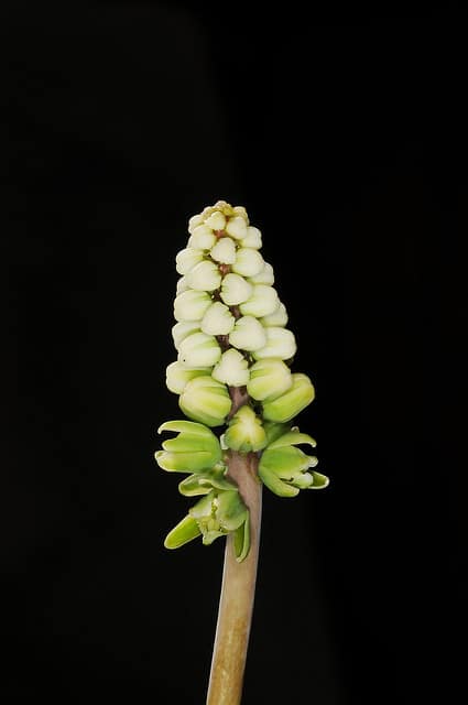 Drimiopsis maculata
