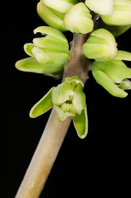 Drimiopsis maculata