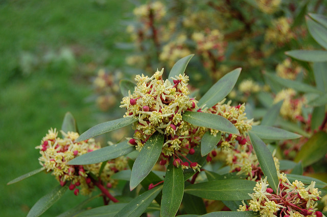 Drimys lanceolata