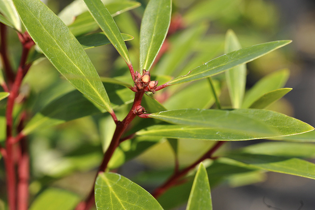 Drimys lanceolata