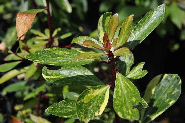Drimys lanceolata