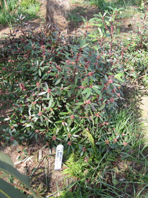 Drimys lanceolata