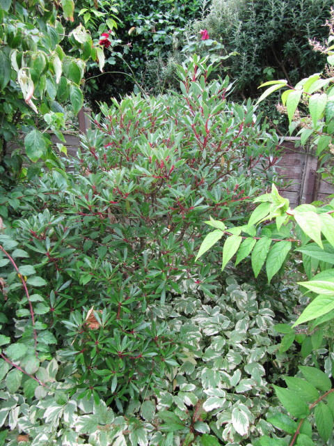 Drimys lanceolata