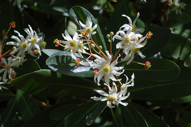 Drimys winteri
