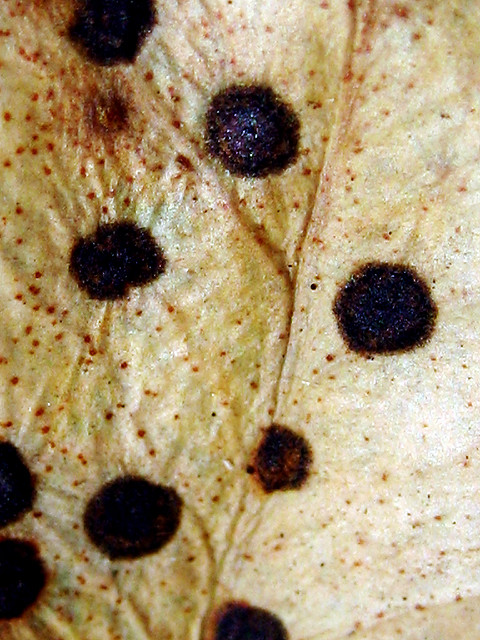 Drimys winteri