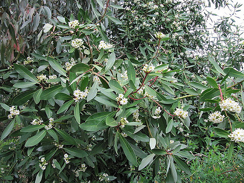 Drimys winteri