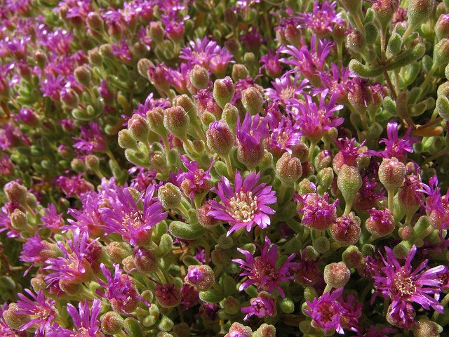 Drosanthemum floribundum