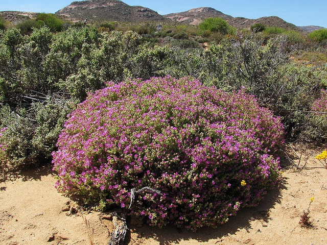 Drosanthemum floribundum