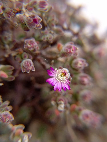Drosanthemum floribundum