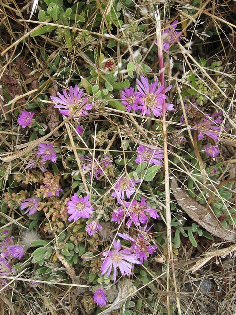 Drosanthemum floribundum
