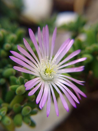 Drosanthemum floribundum