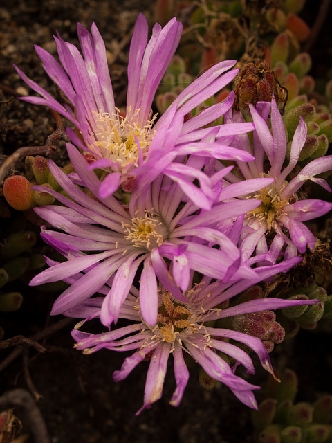 Drosanthemum floribundum