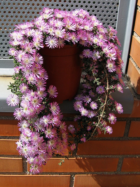 Drosanthemum hispidum