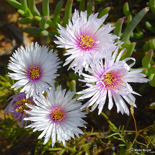 Drosanthemum hispidum