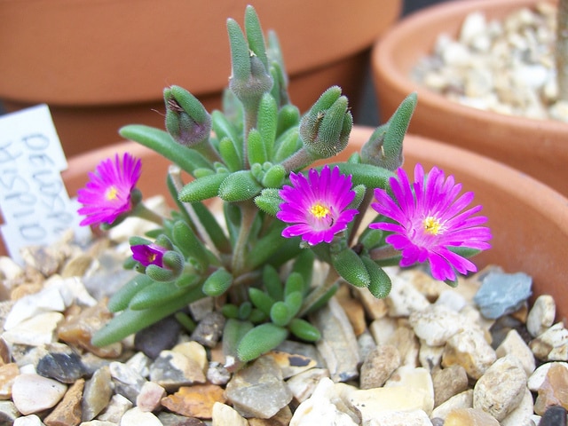 Drosanthemum hispidum