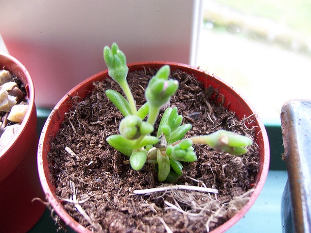 Drosanthemum hispidum