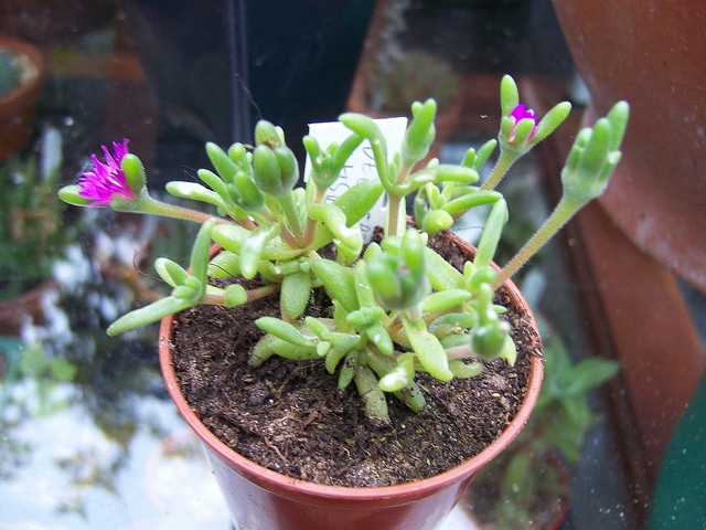 Drosanthemum hispidum
