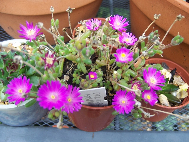 Drosanthemum hispidum