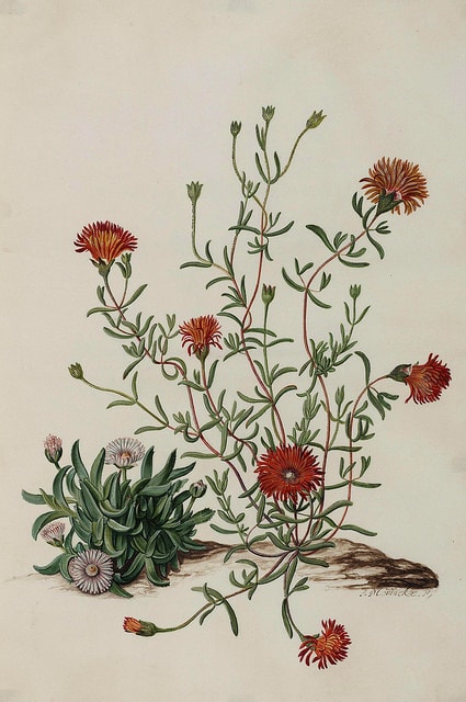 Drosanthème